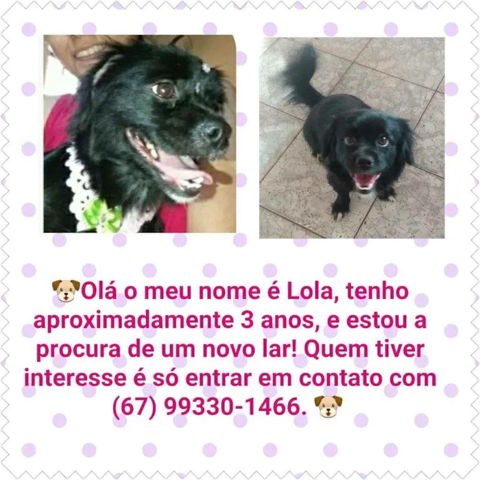 Cachorro ra a Lhasa apso com poodle idade 3 anos nome Lola