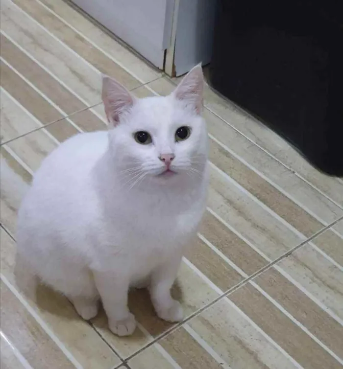 Gato ra a SRD idade 1 ano nome Pérola