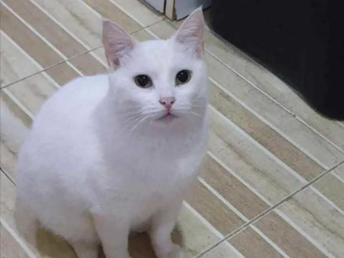 Gato ra a SRD idade 1 ano nome Pérola