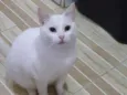 Pérola
