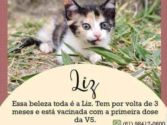 Gato ra a Sem raça definida idade 2 a 6 meses nome Liz