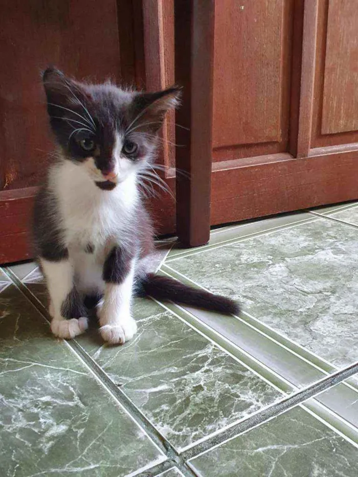 Gato ra a SRD idade Abaixo de 2 meses nome Pingo