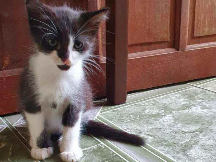 Gato ra a SRD idade Abaixo de 2 meses nome Pingo