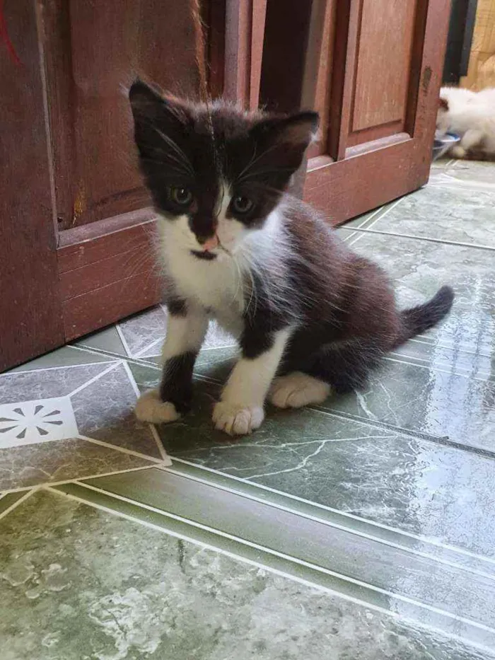 Gato ra a SRD idade Abaixo de 2 meses nome Pingo