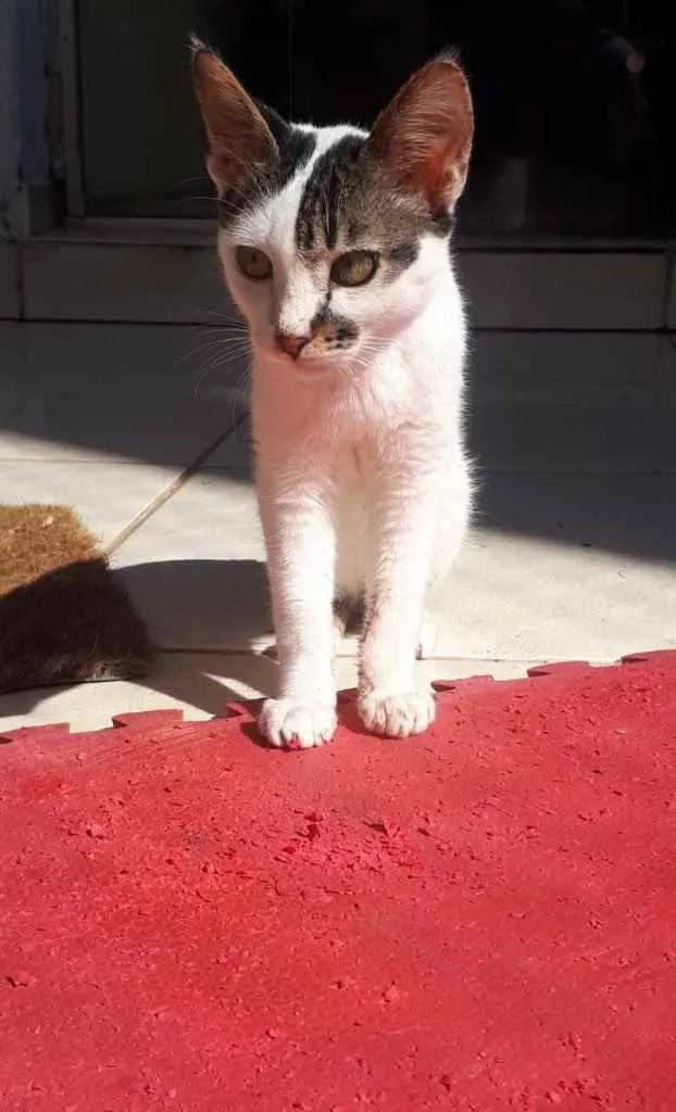 Gato raça SRD  idade 7 a 11 meses nome Sem Nome