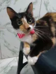 Princesa