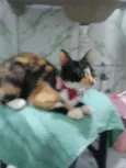 Princesa