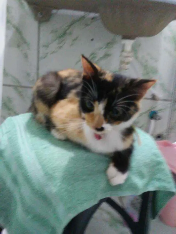 Gato ra a Diferente idade 2 a 6 meses nome Princesa