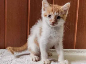 Gato raça SRD idade 2 a 6 meses nome Jerônimo 