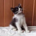 Joaquim