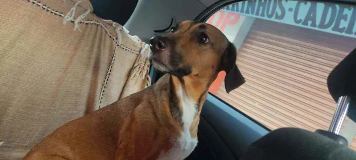 Cachorro ra a Vira lata  idade  nome Desconhecido