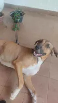 Desconhecido