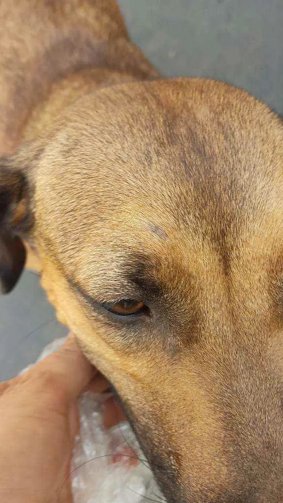 Cachorro ra a Vira lata  idade  nome Desconhecido