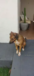 Desconhecido