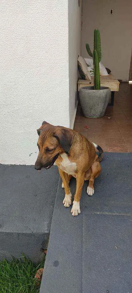 Cachorro ra a Vira lata  idade  nome Desconhecido