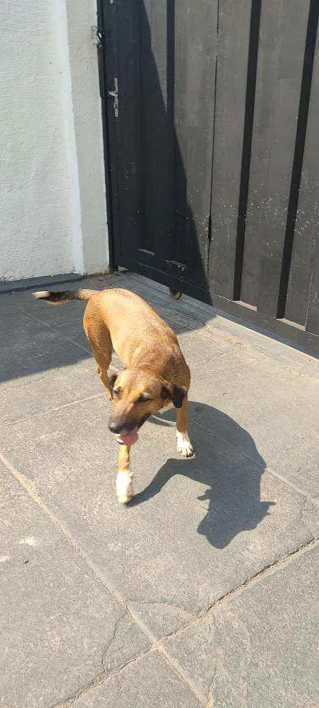 Cachorro ra a Vira lata  idade  nome Desconhecido