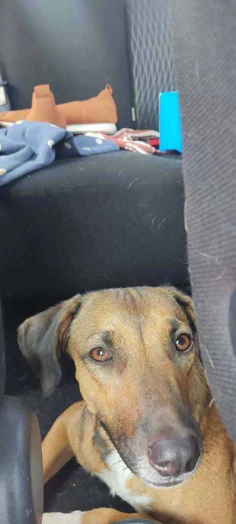 Cachorro ra a Vira lata  idade  nome Desconhecido