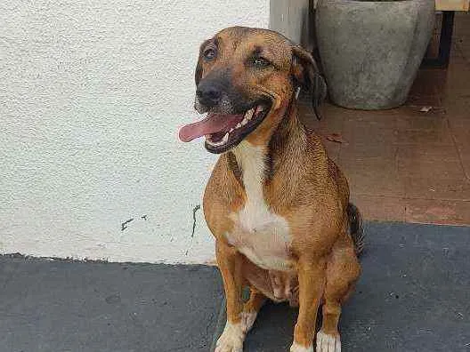 Cachorro ra a Vira lata  idade  nome Desconhecido