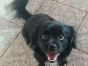 Cachorro raça Lhasa apso com poodle idade 3 anos nome Lola