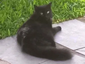 Gato raça  idade 1 ano nome boo