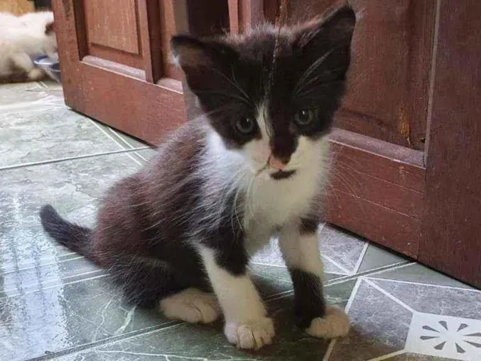 Gato ra a SRD idade Abaixo de 2 meses nome Pingo
