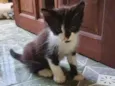 Pingo