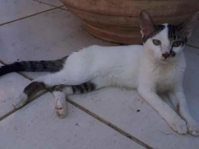 Gato raça SRD  idade 7 a 11 meses nome Sem Nome