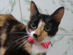 Gato raça Diferente idade 2 a 6 meses nome Princesa