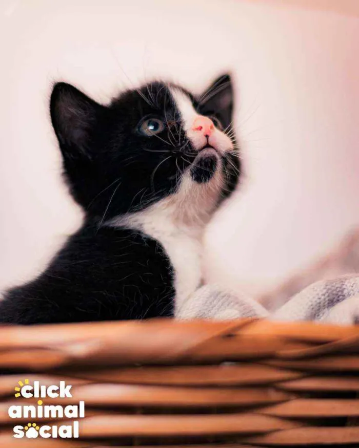 Gato ra a SRD ( SEM RACA DEFINIDA) idade Abaixo de 2 meses nome DORA