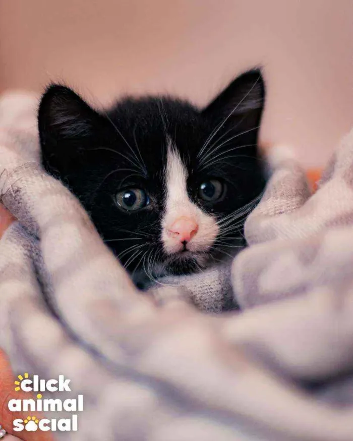 Gato ra a SRD ( SEM RACA DEFINIDA) idade Abaixo de 2 meses nome DORA