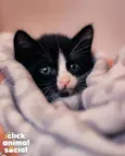 DORA