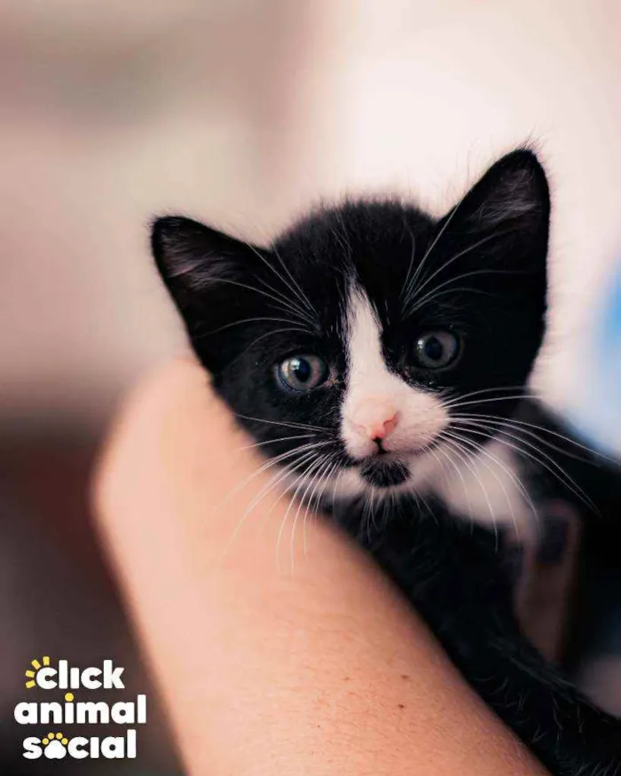 Gato ra a SRD ( SEM RACA DEFINIDA) idade Abaixo de 2 meses nome DORA