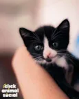 DORA