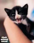 DORA