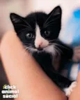 DORA