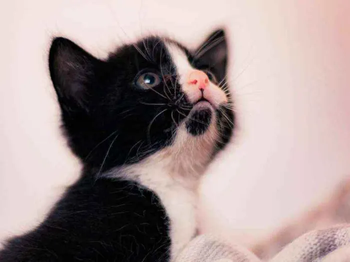 Gato ra a SRD ( SEM RACA DEFINIDA) idade Abaixo de 2 meses nome DORA