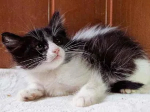 Cachorro raça SRD idade 2 a 6 meses nome Joaquim 