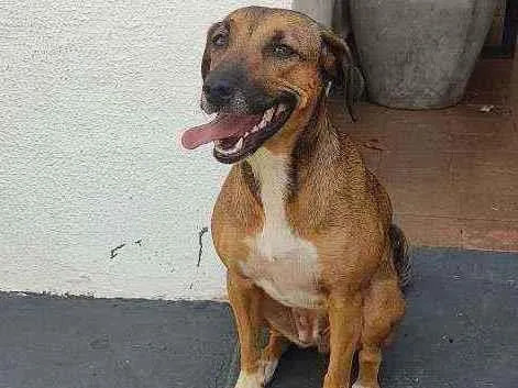 Cachorro ra a Vira lata  idade  nome Desconhecido