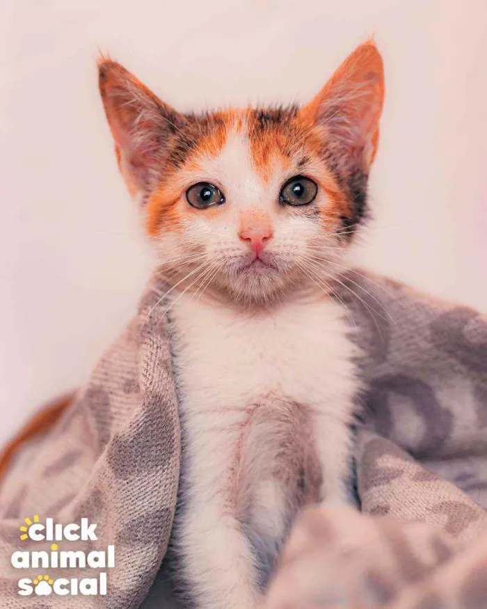 Gato ra a SRD ( SEM RACA DEFINIDA) idade 2 a 6 meses nome ROSA