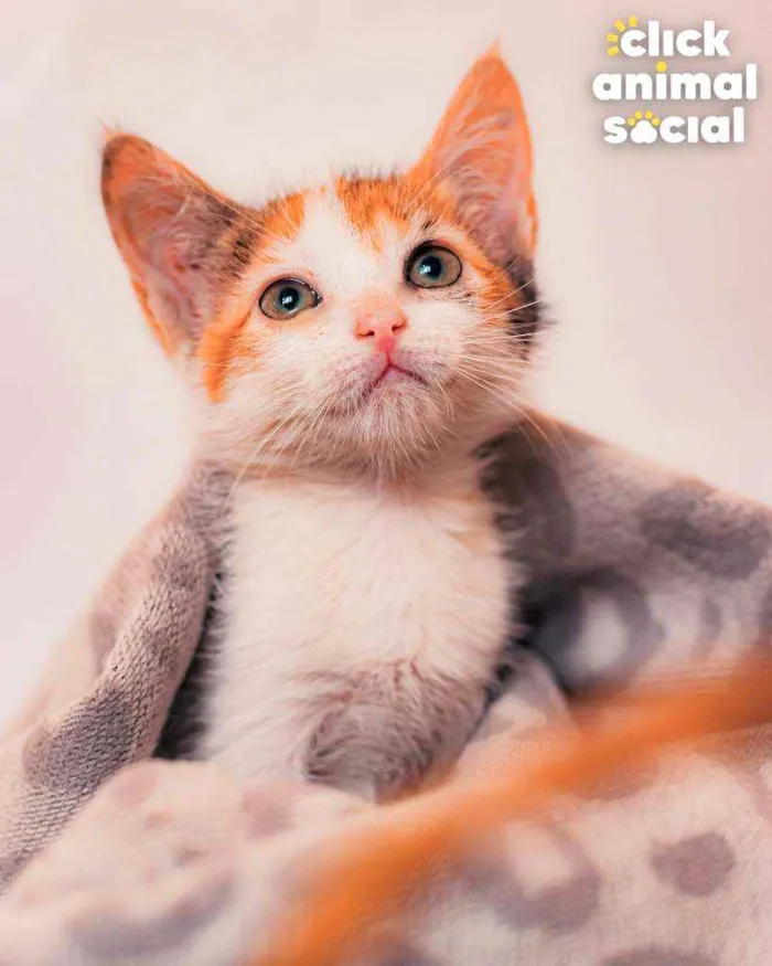 Gato ra a SRD ( SEM RACA DEFINIDA) idade 2 a 6 meses nome ROSA