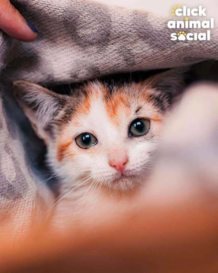 Gato ra a SRD ( SEM RACA DEFINIDA) idade 2 a 6 meses nome ROSA