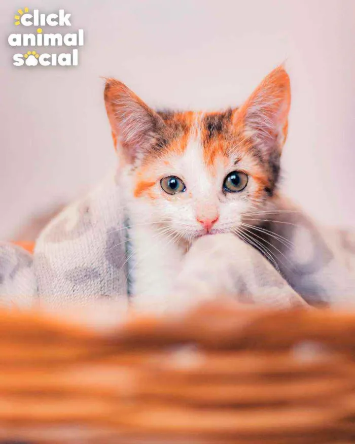 Gato ra a SRD ( SEM RACA DEFINIDA) idade 2 a 6 meses nome ROSA