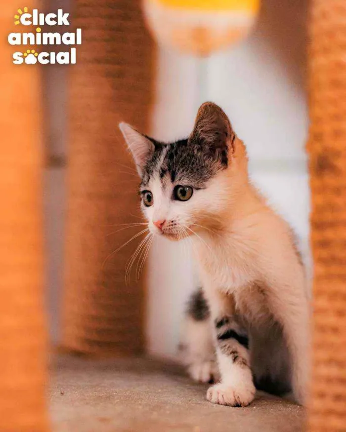 Gato ra a SRD ( SEM RACA DEFINIDA) idade 2 a 6 meses nome ROSA