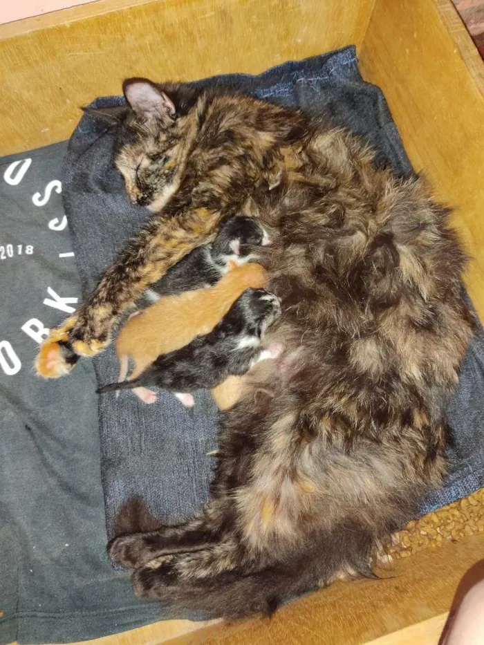 Gato raça Vira lata idade Abaixo de 2 meses nome Não possui