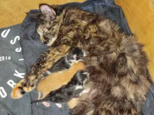 Gato raça Vira lata idade Abaixo de 2 meses nome Não possui
