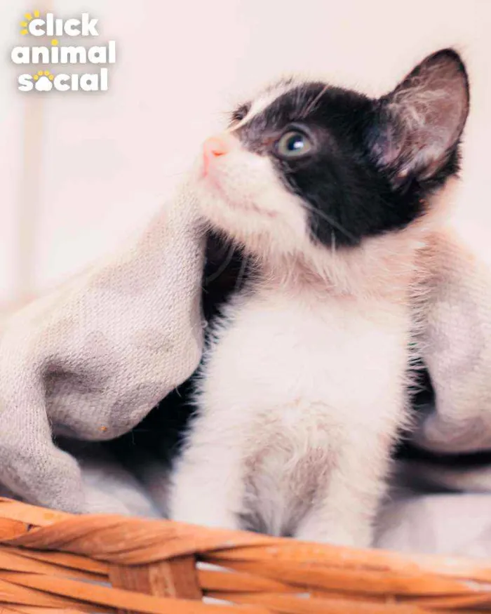 Gato ra a SRD ( SEM RACA DEFINIDA) idade 2 a 6 meses nome VIOLETA