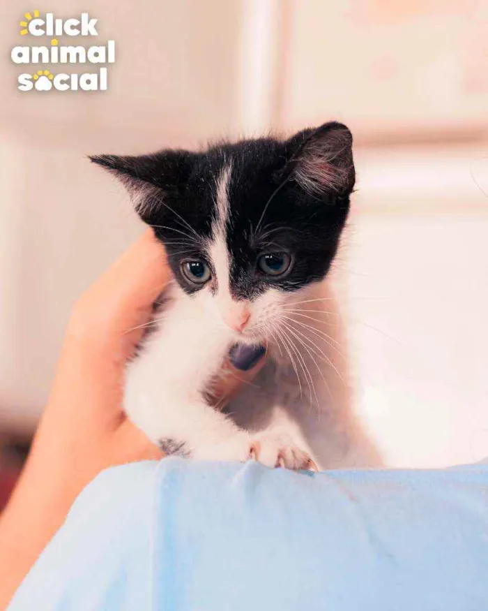 Gato ra a SRD ( SEM RACA DEFINIDA) idade 2 a 6 meses nome VIOLETA