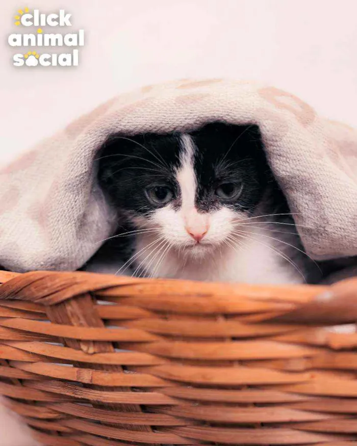 Gato ra a SRD ( SEM RACA DEFINIDA) idade 2 a 6 meses nome VIOLETA