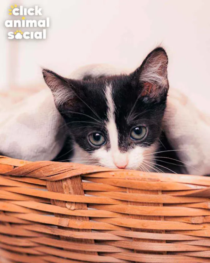 Gato ra a SRD ( SEM RACA DEFINIDA) idade 2 a 6 meses nome VIOLETA
