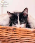 VIOLETA